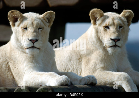 Voir double ?;Deux Lions blancs au West Midland Safari Park, Bewdley.;Femmes Maryn (à gauche) avec Natasha. Banque D'Images