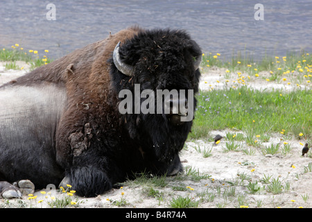 Le bison d'Amérique (Bison bison) en appui avec la langue qui sort, à proximité du lac dans le parc de Yellowstone en Juillet Banque D'Images