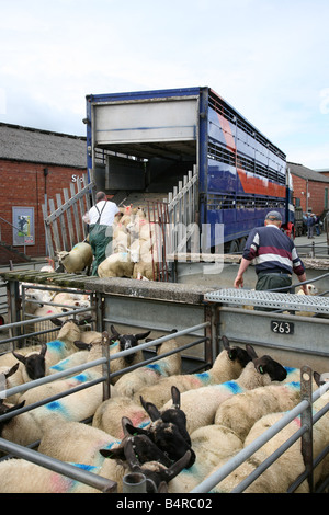 Les moutons d'être chargés sur un transporteur à Welshpool Market Pays de Galles Banque D'Images