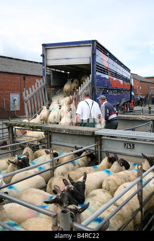 Les moutons d'être chargés sur un transporteur à Welshpool Market Pays de Galles Banque D'Images