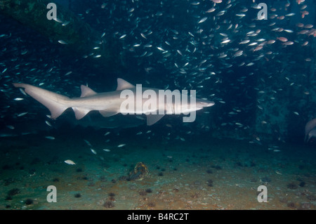 Une des patrouilles sand tiger shark le pont d'un naufrage au large des côtes de Caroline du Nord aux États-Unis. Banque D'Images