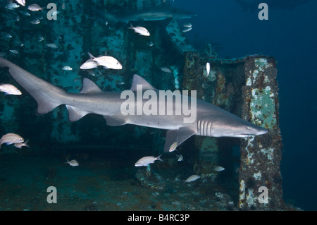 Un sand tiger shark nage sur le pont d'une épave de sous-marin au large des côtes de Caroline du Nord aux États-Unis. Banque D'Images