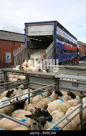 Les moutons d'être chargés sur un transporteur à Welshpool Market Pays de Galles Banque D'Images