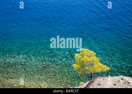 Les arbres qui poussent sur la côte turque Banque D'Images