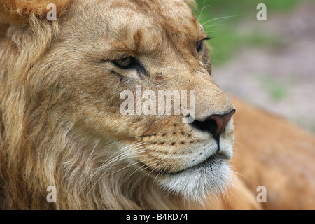 Portrait serré d'un lion mâle devant un fond vert Banque D'Images