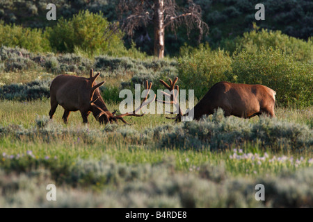 Le Wapiti Cervus canadensis deux taureaux paissant dans une prairie dans le parc de Yellowstone en Juillet Banque D'Images