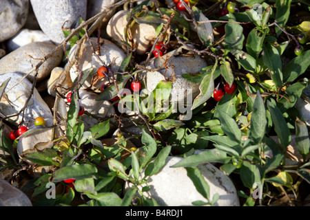 , Douce-amère Solanum dulcamara, Solanaceae, croissant sur les galets de la plage. Banque D'Images