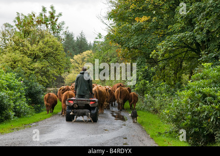 Agriculteur sur quad avec deux de berger conduisant un troupeau de vaches par country road sur l'île de Mull Banque D'Images