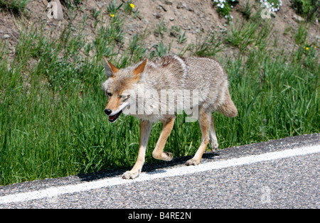 Coyote Canis latrans marcher le long de la route dans le parc de Yellowstone en Juillet Banque D'Images