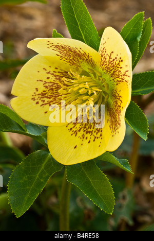 Close-up of a winter Dreams hellebore jaune fleur dans un jardin d'ombre. Banque D'Images