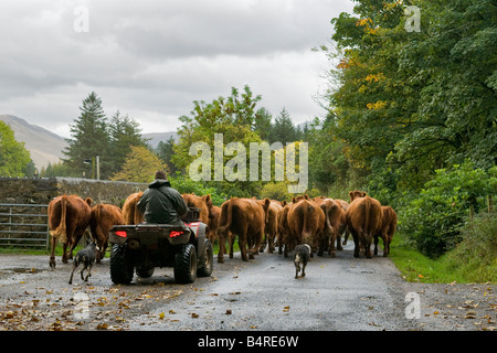 Agriculteur sur un quad conduisant un troupeau de bétail sur une route rurale avec deux chiens de berger, île de Mull, Écosse. Banque D'Images