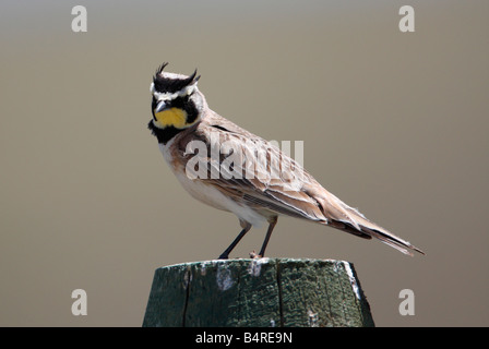 Alouette hausse-col (Eremophila alpestris reposant sur piquet par piste de gravier près de Ruby Lake dans le Montana en Juillet Banque D'Images