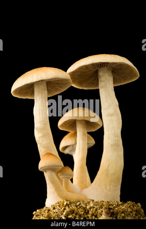 Les champignons Psilocybe cubensis Banque D'Images