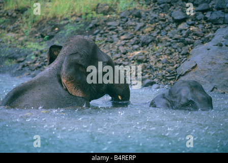 Indien ou d'éléphants d'Asie (Elephas maximus) en voie de disparition, Groupe familial baignait dans la pluie, de la réserve de Periyar, le sud de l'Inde Banque D'Images