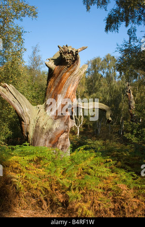 Vieux Chêne pourri dans la forêt de Sherwood, Nottinghamshire. Banque D'Images