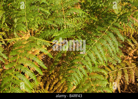 Bracken feuilles dans la forêt de Sherwood Banque D'Images