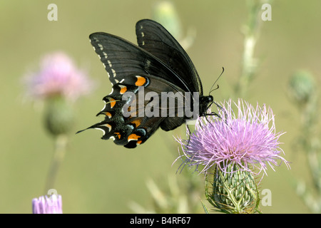 Pipevine Swallowtail Butterfly ( adultes battus philenor ) sur la centaurée maculée Banque D'Images