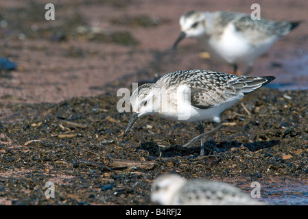 Bécasseau sanderling Calidris alba Duluth St Louis County Minnesota United States 22 septembre Jeunes Anatidés Banque D'Images