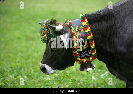 AUT, l'Autriche, vallée de Stubai, vache pendant un almanach, Banque D'Images