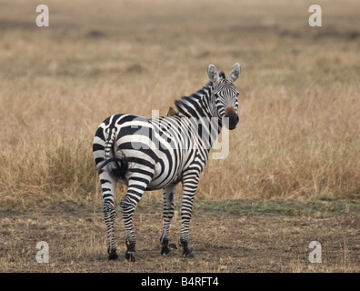 Plaines ou le zèbre de Burchell (Equus burchelli) avec Yellow-Billed Oxpeckers (Buphagus africanus), Masai Mara, Kenya, Afrique Banque D'Images