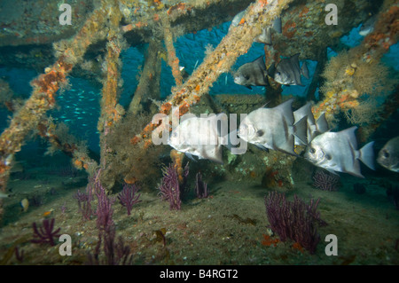 Atlantic Spadefish, Chaetodipterus faber, nager dans le rouillé de la superstructure d'un naufrage submergées. Banque D'Images