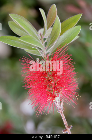 Crymson Bottlebrush Callistemon citrinus splendens, var, Myrtaceae, Australie Banque D'Images