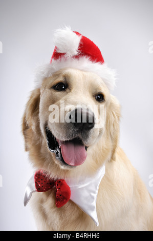 Golden Retriever mignon in Christmas hat Banque D'Images