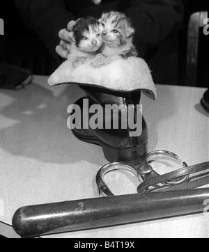 Un chat errant qui est entré dans le siège de la Police à Newcastle on Tyne a produit une portée de chatons dans la salle de repos des pilotes de police Les pilotes ont maintenant pris l'habitude de trouver des chatons dormant dans leurs chapeaux et bottes Février 1962 Banque D'Images