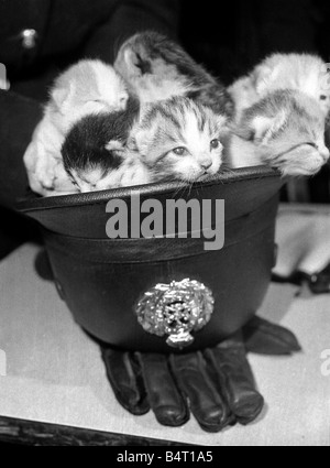 Un chat errant qui est entré dans le siège de la Police à Newcastle on Tyne a produit une portée de chatons dans la salle de repos des pilotes de police Les pilotes ont maintenant pris l'habitude de trouver des chatons dormant dans leurs chapeaux et bottes Février 1962 Banque D'Images