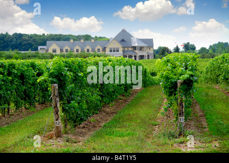 Vineyard and Winery Banque D'Images