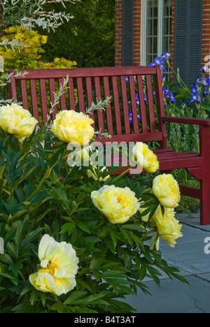 Bush pivoine intersectionnelle fleurir dans l'entrée principale, avec un banc de jardin. Crédit Design : Gail Gee. Banque D'Images