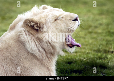 Les Lions blancs dans le West Midland Safari Park Bewdley Banque D'Images