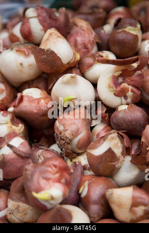 Bulbes de tulipes, Bloemenmark (marché aux fleurs), canal Singel, Amsterdam, Pays-Bas Banque D'Images