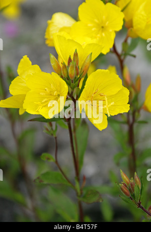 Primrose, Ozark Missouri Missouri, Sundrops Sundrops Sundrops Primrose Oenothera missouriensis, ou var missouriensis Onagraceae Banque D'Images