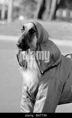 Hassan dans son tailleur pantalon mauve deux ans Alyshan Hassan un lévrier afghan se prépare à la concurrence dans le championnat de l'Association Ladies Kennel Dog Show à Olympie Octobre 1971 Banque D'Images