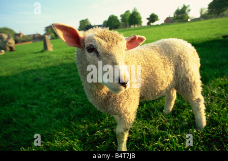 L'Angleterre, Cotswolds, l'agneau dans le champ Banque D'Images