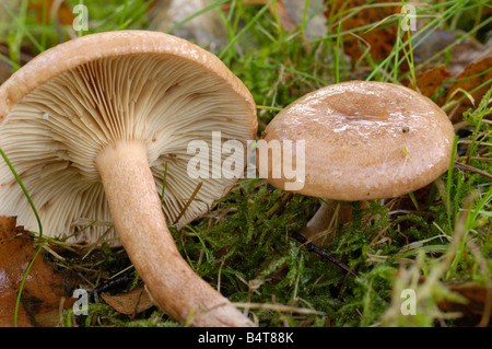 Oakbug Milkcap champignon, Lactarius quietus, Caldons Wood, Cree Valley, Dumfries & Galloway Banque D'Images