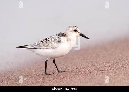 Bécasseau sanderling Calidris alba Duluth St Louis County Minnesota USA 5 septembre Jeunes Anatidés Banque D'Images