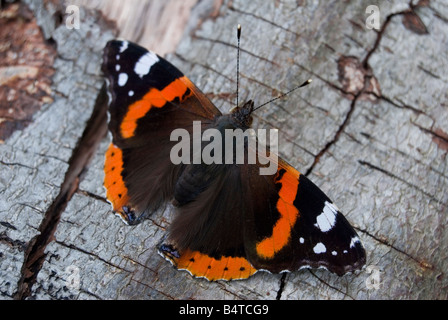 L'amiral rouge papillon, Vanessa atalanta Banque D'Images