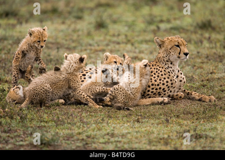 Guépard femelle et d'oursons Acinonyx jubatus Ndutu Tanzanie Banque D'Images