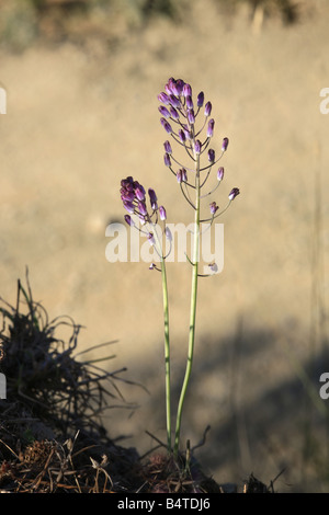 Automne Squill Scilla autumnalis Liliaceae Banque D'Images