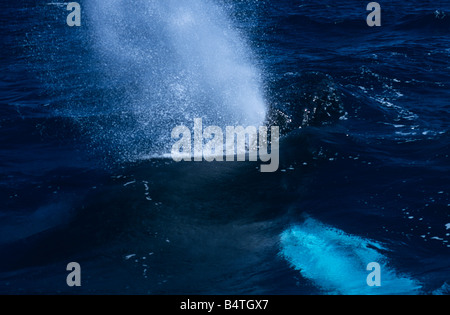 Les baleines à bosse (Megaptera novaeangliae), l'argent des banques, République Dominicaine Banque D'Images