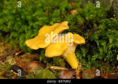 Chanterelle, Cantharellus cibarius, champignons poussant sur le terrain dans les forêts Banque D'Images
