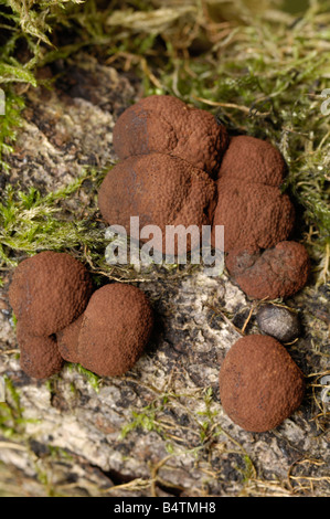 Hêtre Hypoxylon fragiforme Woodwart, champignon, poussant sur les branches tombées dans Carstramon hêtre Bois, Dumfries & Galloway Banque D'Images