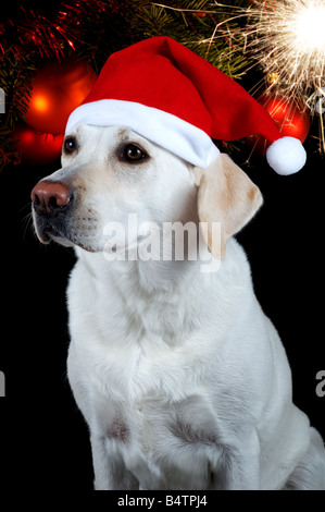 Labrador retriever blanc avec rouge Santa Claus hat sur fond noir avec l'arbre de Noël décoré et sparkler. Banque D'Images