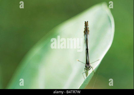 Neptis hylas. Marin commun papillon de la campagne indienne. L'Andhra Pradesh, Inde Banque D'Images