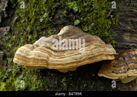 Également connu sous le nom de champignon sabot support bois, Fomes fomentarius, poussant sur un arbre bouleau mort Banque D'Images