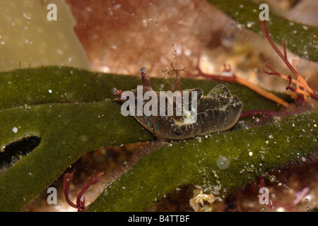 Une limace de mer Elysia viridis Elysiidae sur son etat velvet horn Codium tomentosum une algue verte UK Banque D'Images