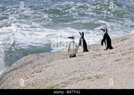 Manchot africain (Spheniscus demersus) Jackass Penguin debout sur un grand rocher. Une espèce en voie de disparition dans la ville de Boudders Beach Simon, en Afrique du Sud. Banque D'Images