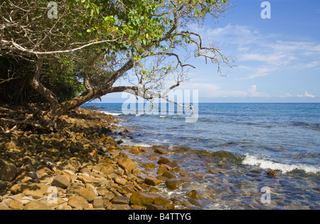 Le long des rives boisées Pulau Sapi Parc National Tunku Abdul Rahman Kota Kinabalu Sabah Malaisie Banque D'Images